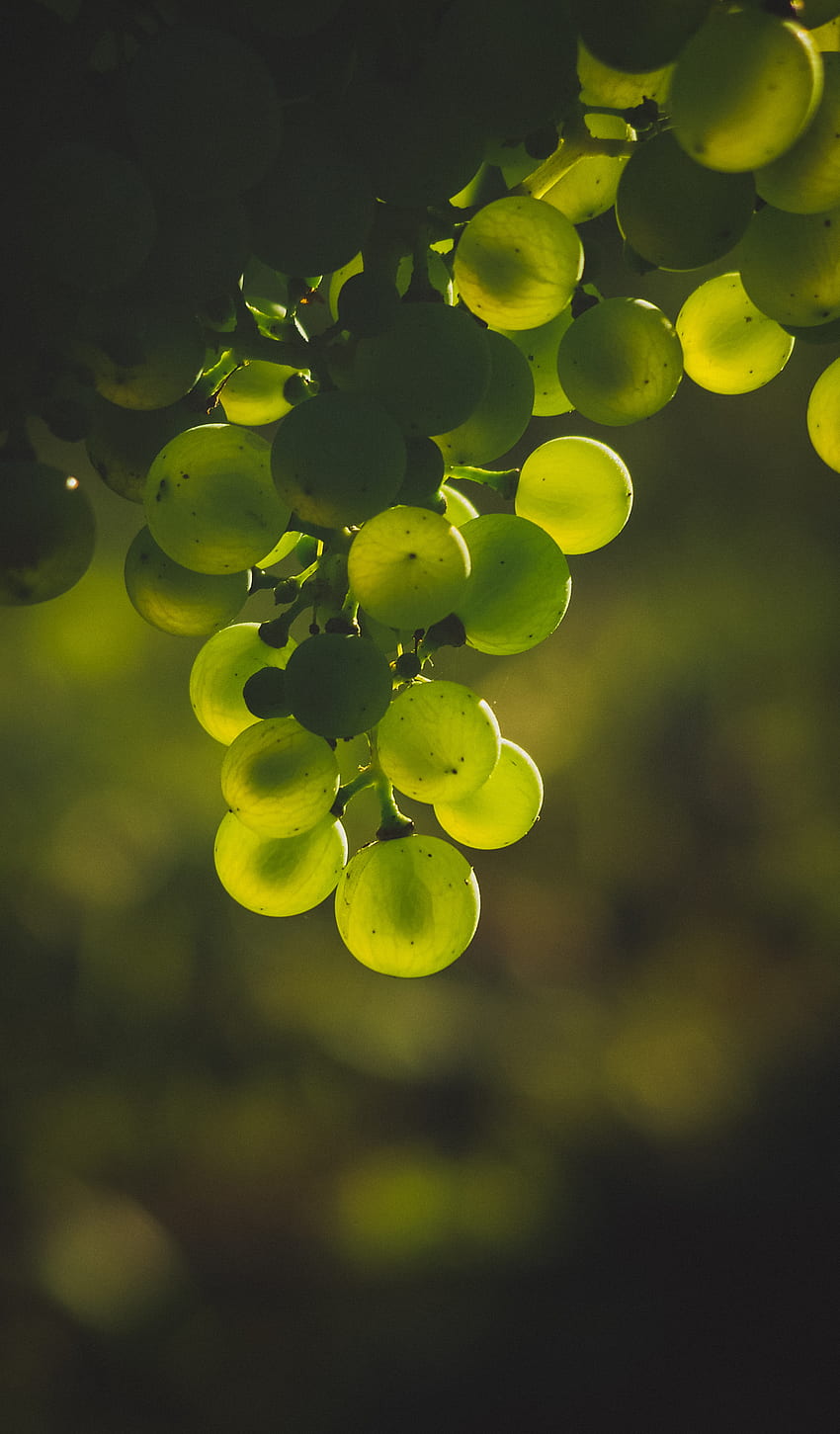 Food, Grapes, Glare, Blur, Smooth, Bunch HD phone wallpaper