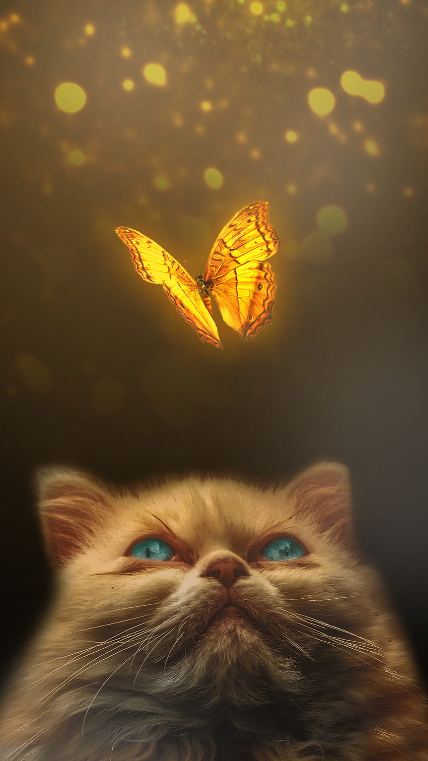 Cat with butterfly gld, moths_and_butterflies, felidae, cute HD phone wallpaper