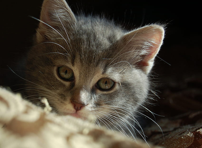 doux petit minou, adorables, chaton, minou, portrait, tigre gris, peu Fond d'écran HD
