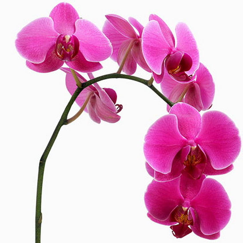 orquídea, rosa, egzótico, flor papel de parede HD