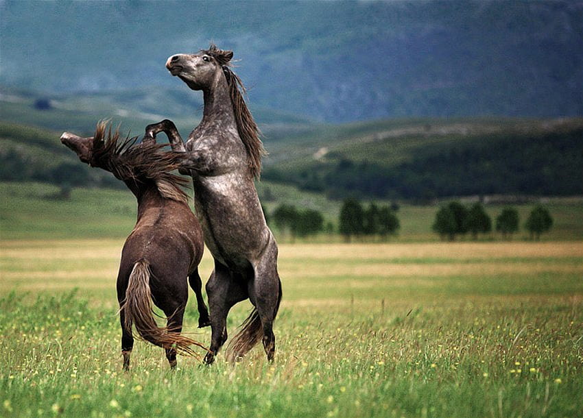 pelea de caballos, caballos, naturaleza, lucha, salvaje fondo de pantalla