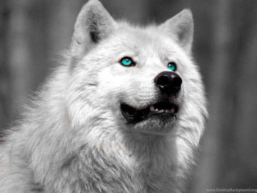 Latar Belakang Serigala Putih, Serigala Putih Wallpaper HD