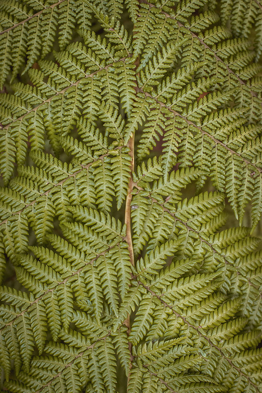 Nature, Leaves, Plant, Fern HD phone wallpaper