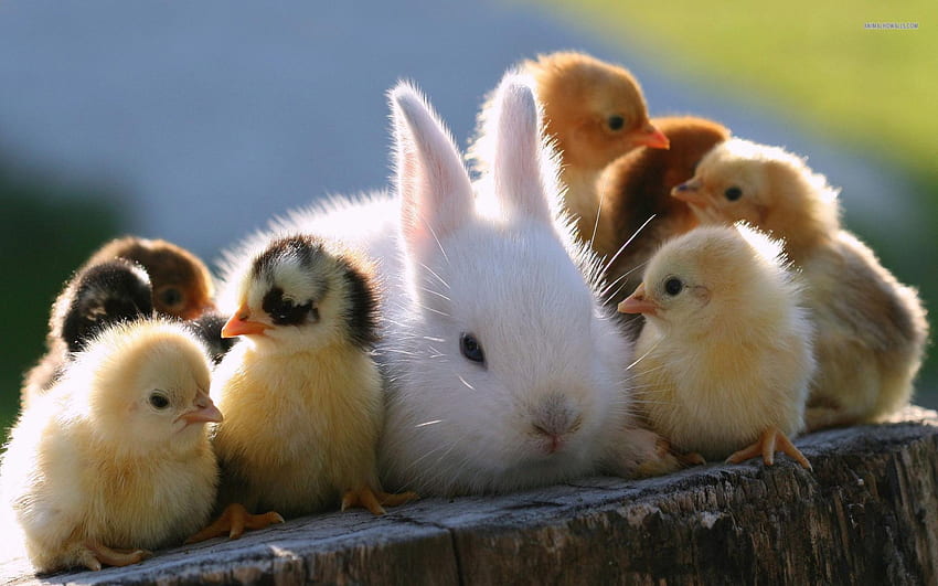 Animal tenderness, animal, chicken, bunny, cute, easter HD wallpaper