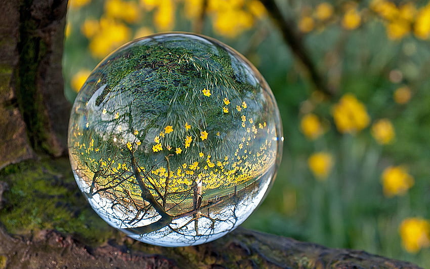 Grass, Reflection, Transparent, Macro, Glass, Ball HD wallpaper