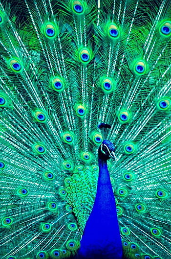 Page 13 | a peacock HD wallpapers | Pxfuel
