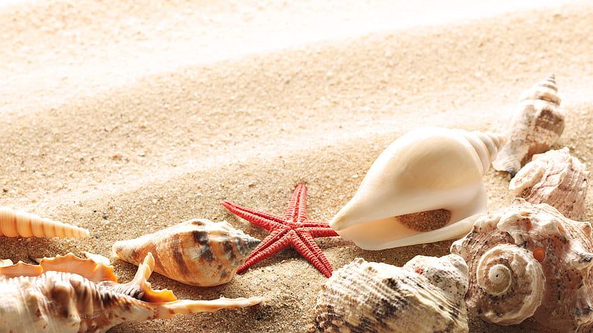 Background, Objects, Sand, Shells, Starfish HD wallpaper