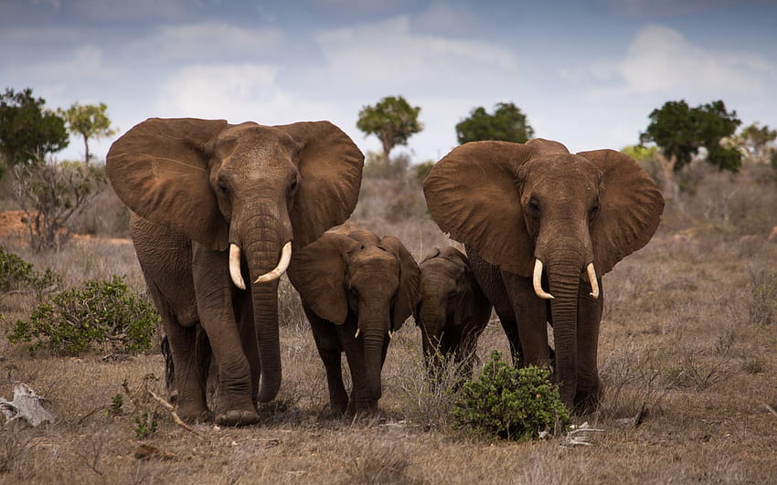 Elefante de alta resolução nº 10 - Família de elefantes na natureza - . . Alta resolução papel de parede HD