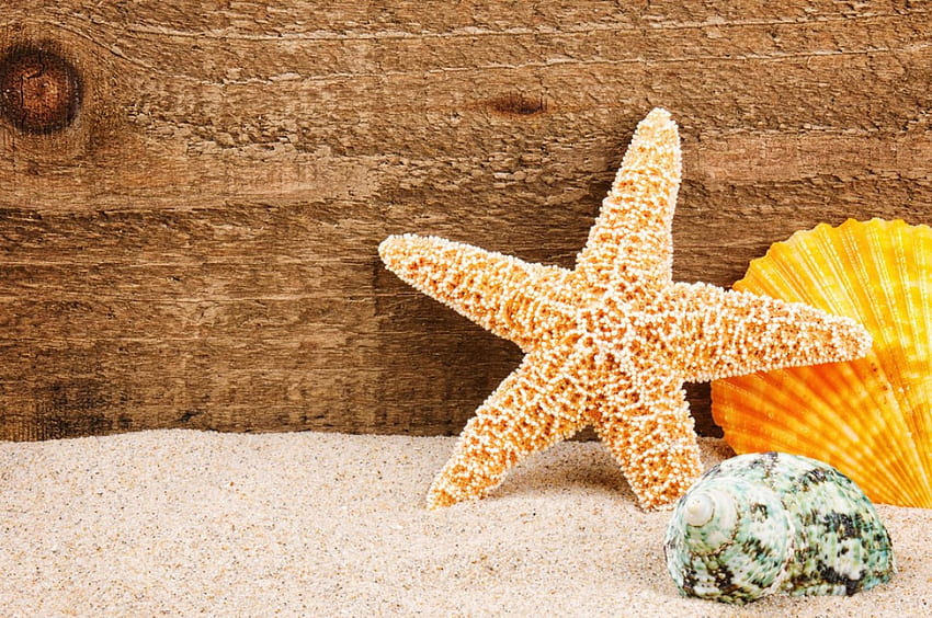 Starfish, wooden, sea, natural, sand, star, summer, shell, marine, brown, sandy, nature, seashell, seastar, seashells HD wallpaper