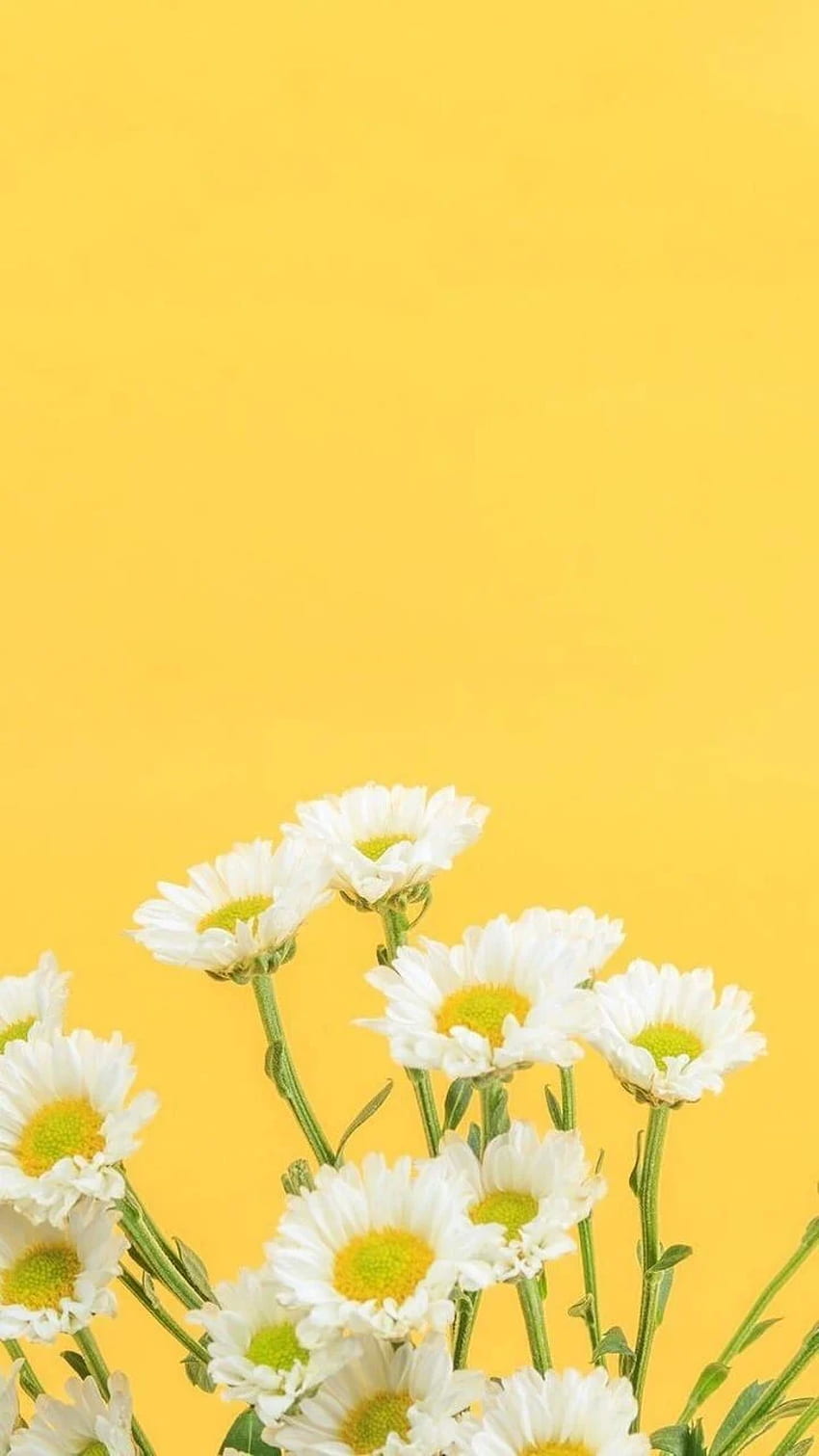 黄色い花。 マハレス。 黄色い花、黄色い花 HD電話の壁紙