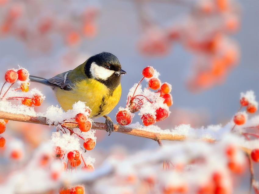 Inverno, tetas, pássaros, bagas vermelhas, neve, pássaros na neve papel de parede HD