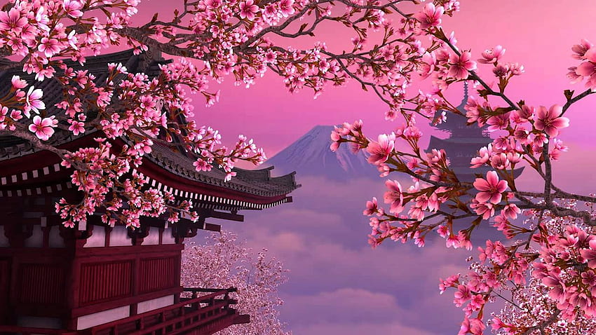 Sakura, - Cherry Blossom Tree Background -, Sakura-Natur HD-Hintergrundbild