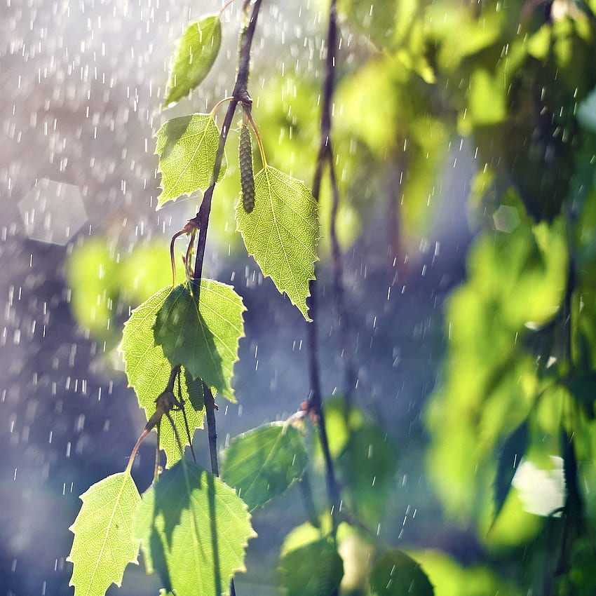folhas, chuva, macro, ramos, ramo, bétula, brincos Papel de parede de celular HD