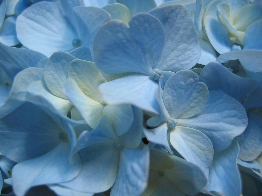 Blue Hydrangea. Blue Hydrangea Flowers, Beautiful Hd Wallpaper 