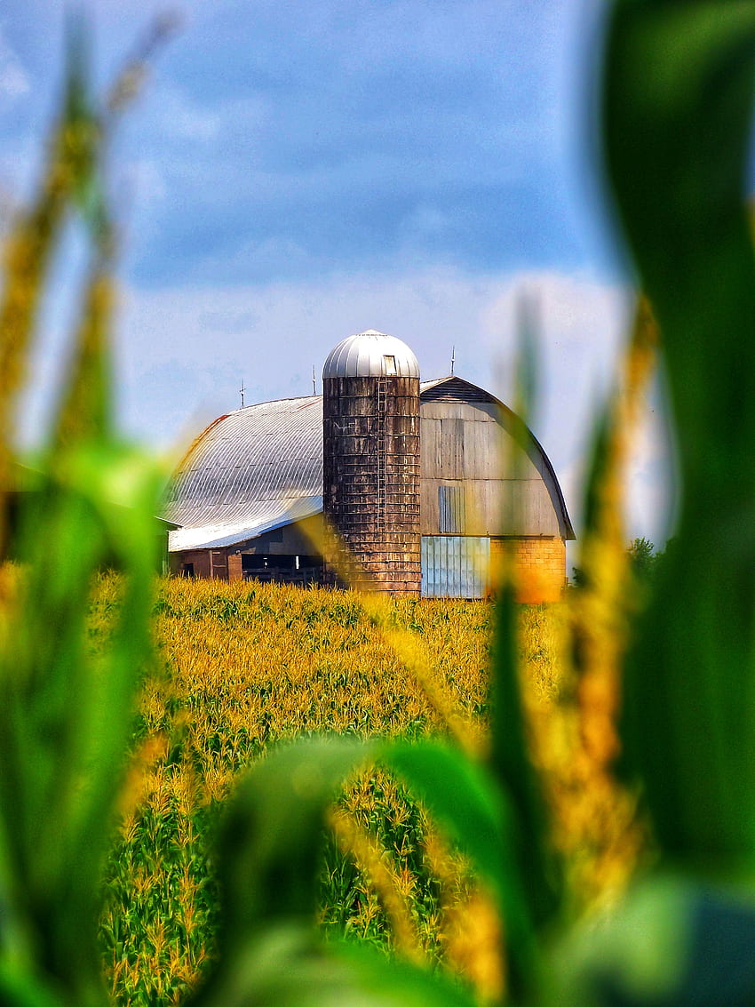 Barn, cornfield, countryside HD phone wallpaper