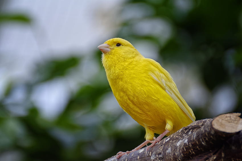 黄色いカナリア、鳥、、、背景、および 高画質の壁紙