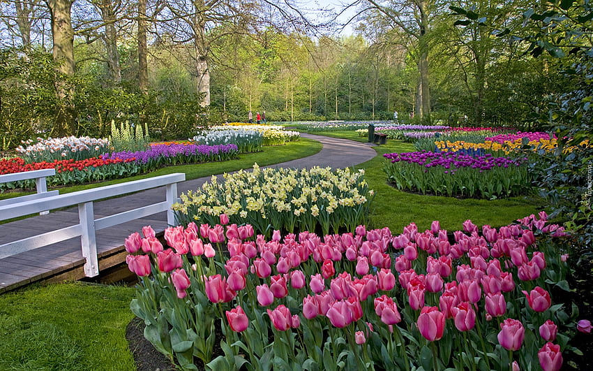 봄 정원, 수선화, 정원, 꽃, 봄, 튤립 HD 월페이퍼