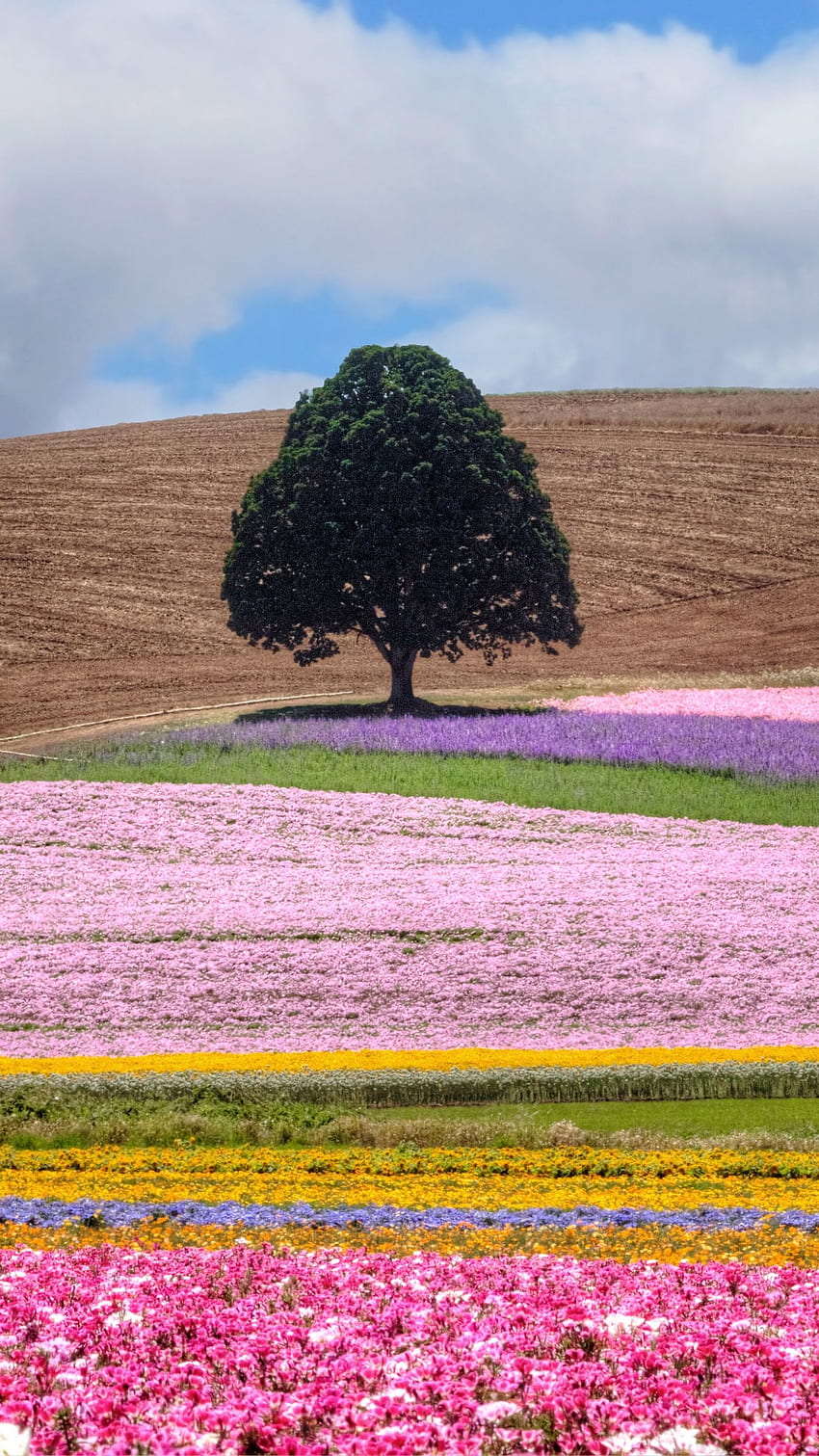 ทุ่ง ต้นไม้ ดอกไม้ หลากสีสัน Colourful Spring วอลล์เปเปอร์โทรศัพท์ HD