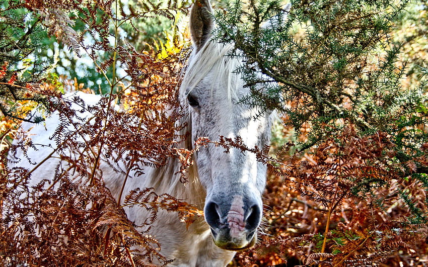 Animals, Trees, Head, Horse, Peek Out, Look Out HD wallpaper