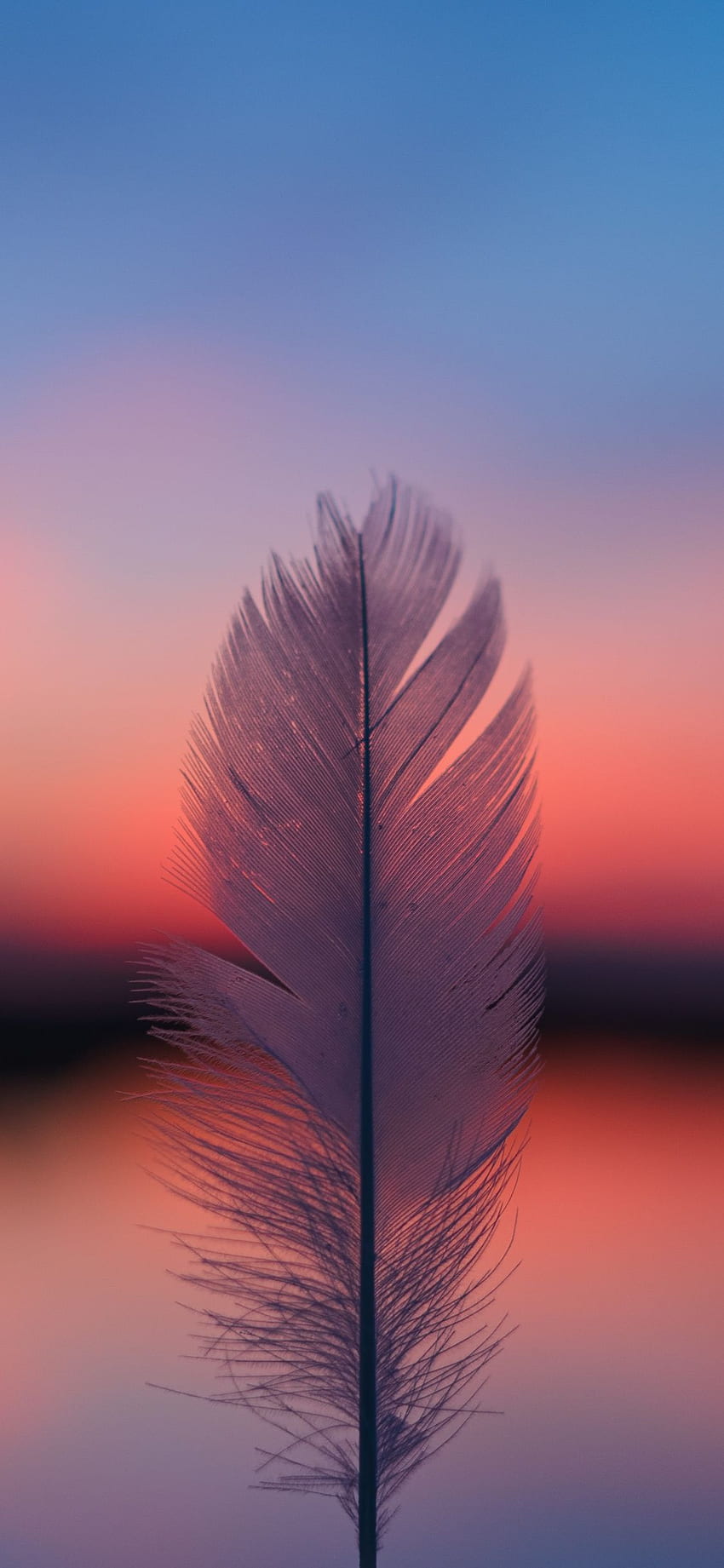 Feather, focus, blur, sunset HD phone wallpaper