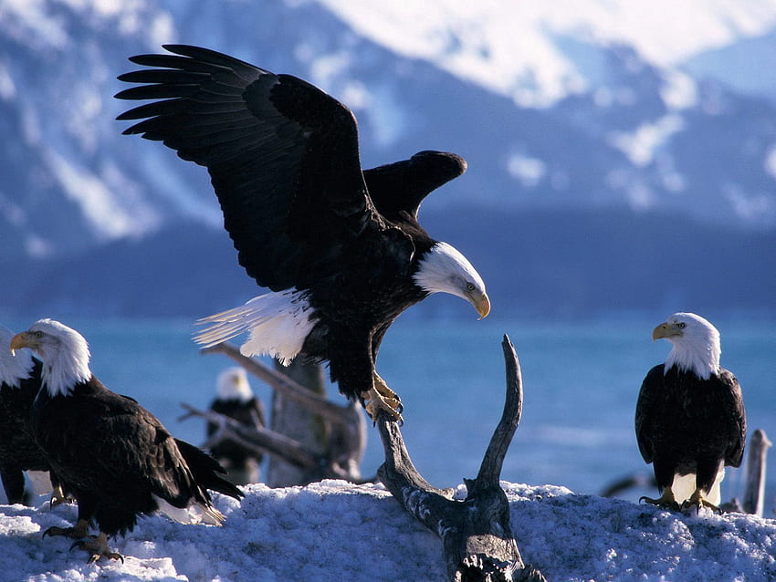 Adler, Tiere, Vögel, Raubtiere, Flug, Welle, Sweep HD-Hintergrundbild