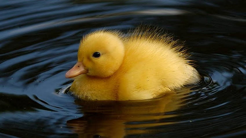 Yellow Themed - 2022 Cute , Cute Duck Computer HD wallpaper