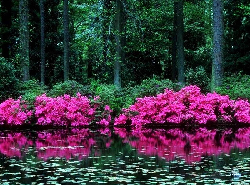 Flowers of the marsh, marsh, trees, flowers, lily pads, water HD wallpaper