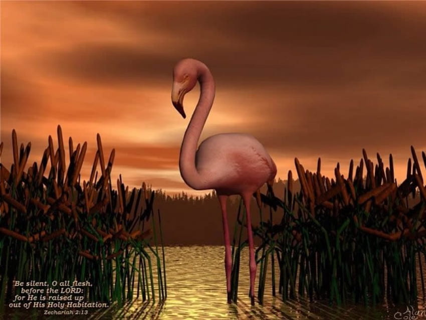Hübscher Flamingo, Schilf, Sonnenuntergangshimmel, rosa Flamingo, Vers, See HD-Hintergrundbild