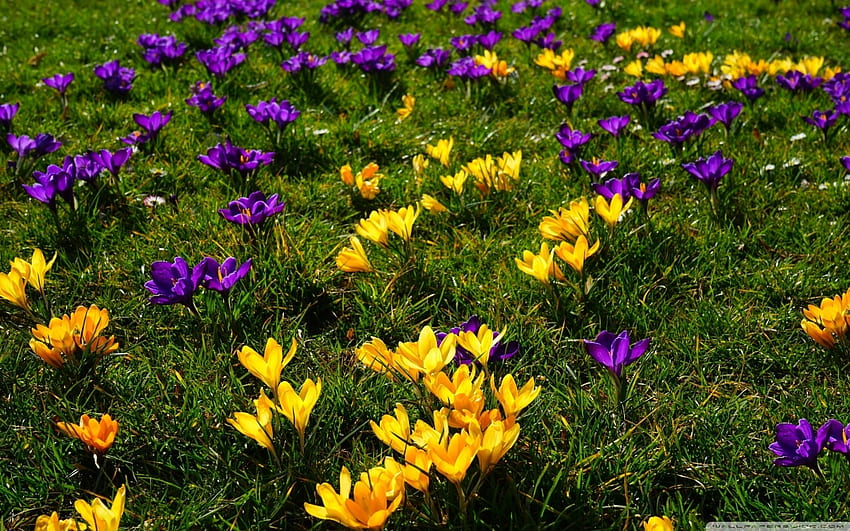 Krokusfeld, Natur, Krokus, Frühling, Feld HD-Hintergrundbild