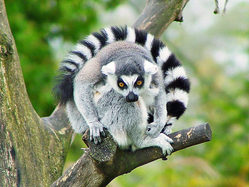 Sevimli Lemur hayvanlar Lémurien, Mammiferes, Animaux HD duvar kağıdı
