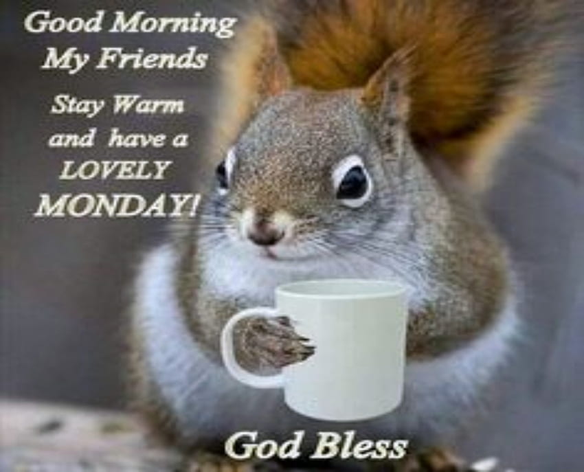 Monday, Animals, Coffee, Funny, Squirrels, Cup, Eyes HD wallpaper | Pxfuel