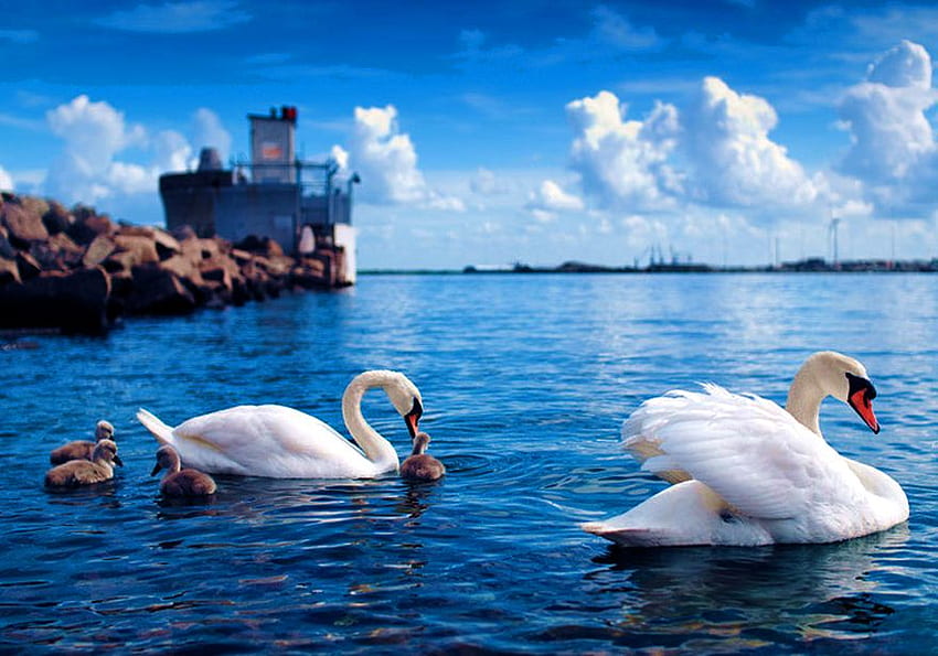 SWAN FAMILLY, blue, white, clouds, sky, swan, elegance, beauty, rock HD wallpaper