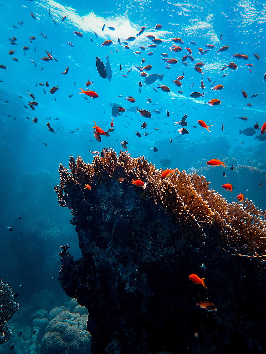Zwierzęta, ryby, koralowce, podwodny świat, glony, wodorosty Tapeta na telefon HD
