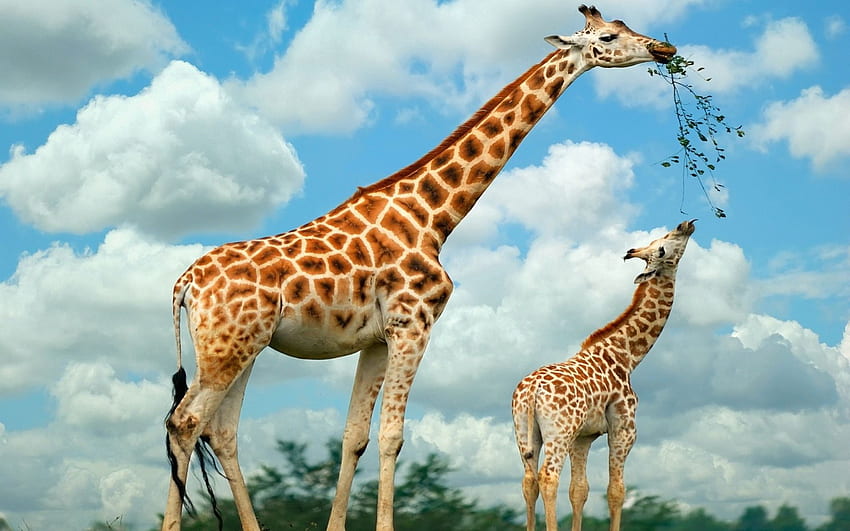 Animali, natura, cibo, passeggiata, giraffa Sfondo HD