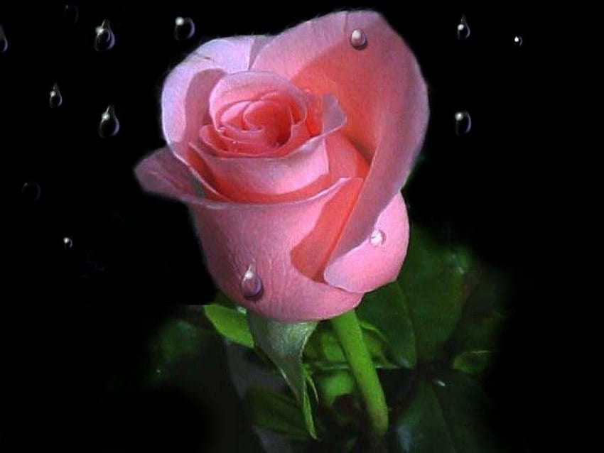 외로운 핑크 장미, 장미, 핑크, 그늘, 꽃, 사랑 HD 월페이퍼