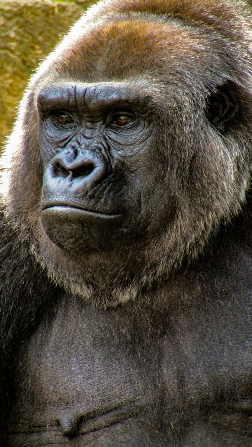 Gorilla, Swag Scimmia Sfondo del telefono HD