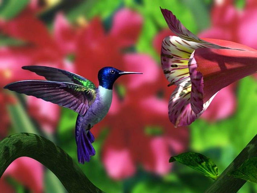 Hummingbird HD wallpaper