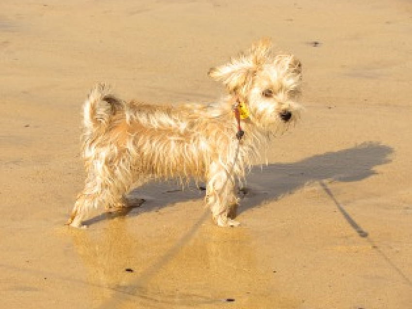 Anjing kecil yang lucu, anjing, sinar matahari, emas, krem, pantai, kecil, musim panas, binatang, kuning, mungil Wallpaper HD