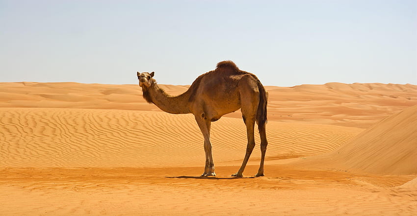 Камила в пустинята Намиб HD тапет
