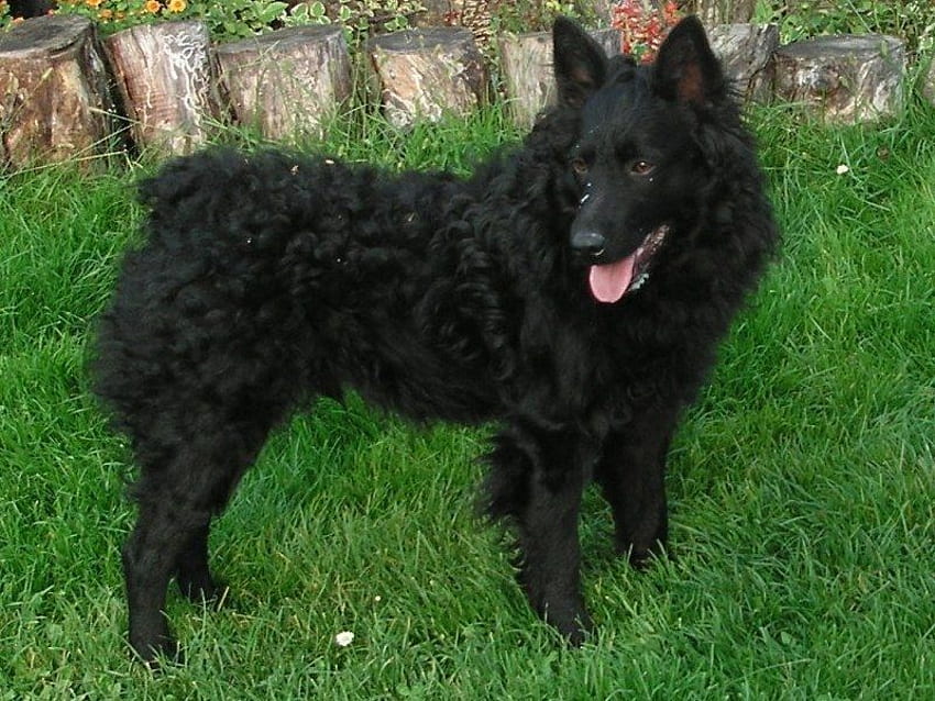 Kroatischer Schäferhund, Schäferhund, schwarz, Kroatien, Tiere HD-Hintergrundbild