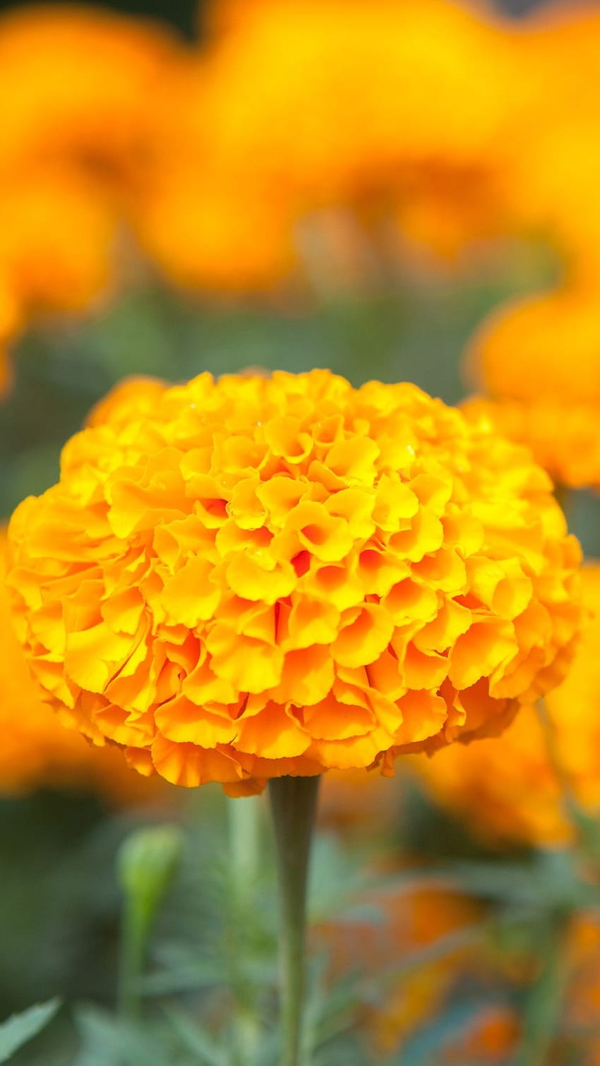 Nagietek, żółty Kwiat Tapeta na telefon HD