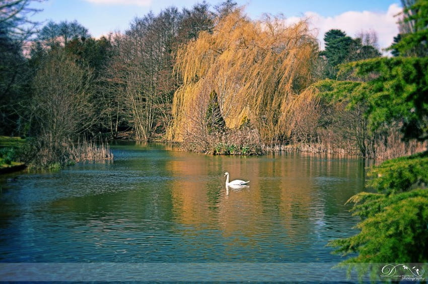 The lake, lakes, swan, nature, white swan HD wallpaper