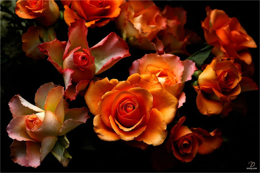 Beautiful Roses, cool, beautiful, roses HD wallpaper
