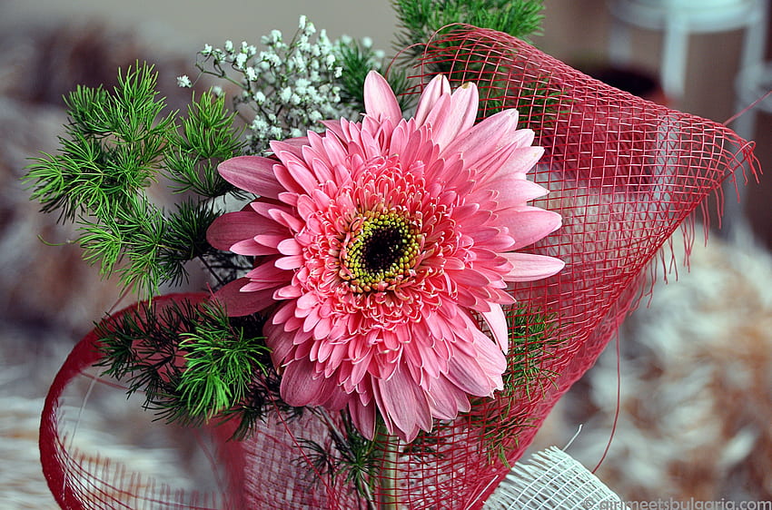 Hadiah manis, manis, merah muda lembut, alam, bunga, gerbera, warna pastel Wallpaper HD