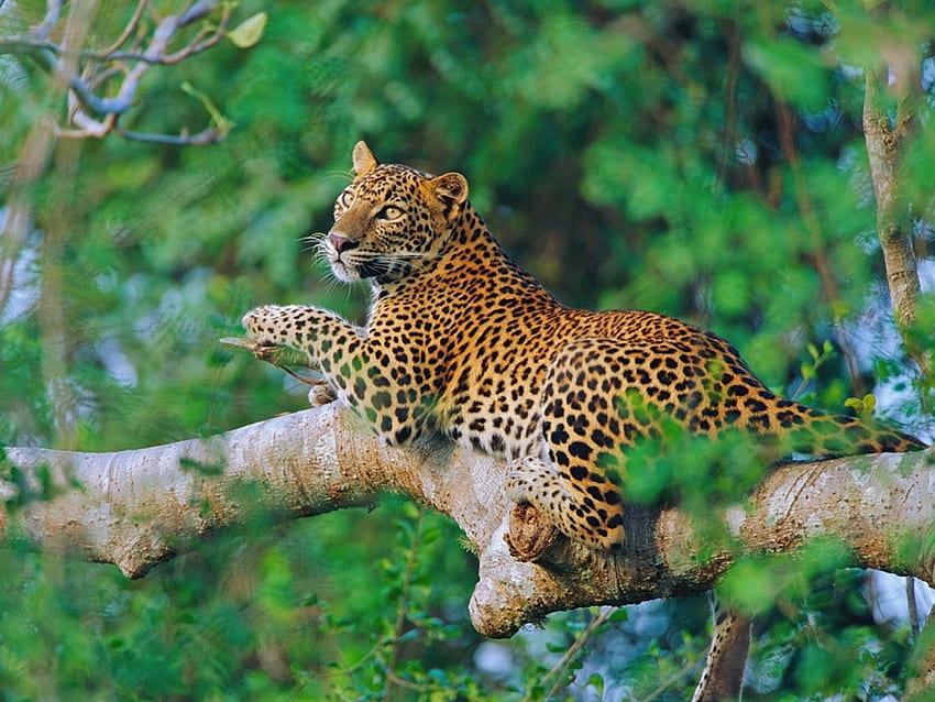 Sri Lanka: Das Beste der Welt – National Geographic, Natur Sri Lankas HD-Hintergrundbild