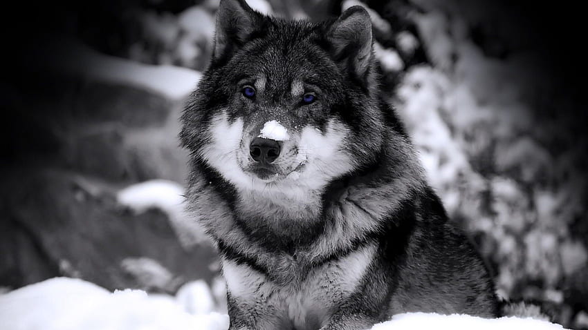 Black Wolf With Blue Eyes Wallpapers
