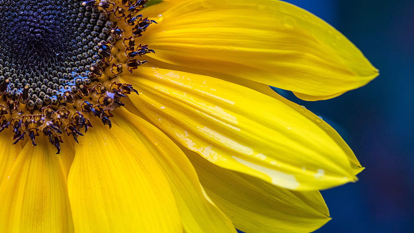 Близък изглед на семена от жълти слънчогледови венчелистчета Макро графика HD тапет