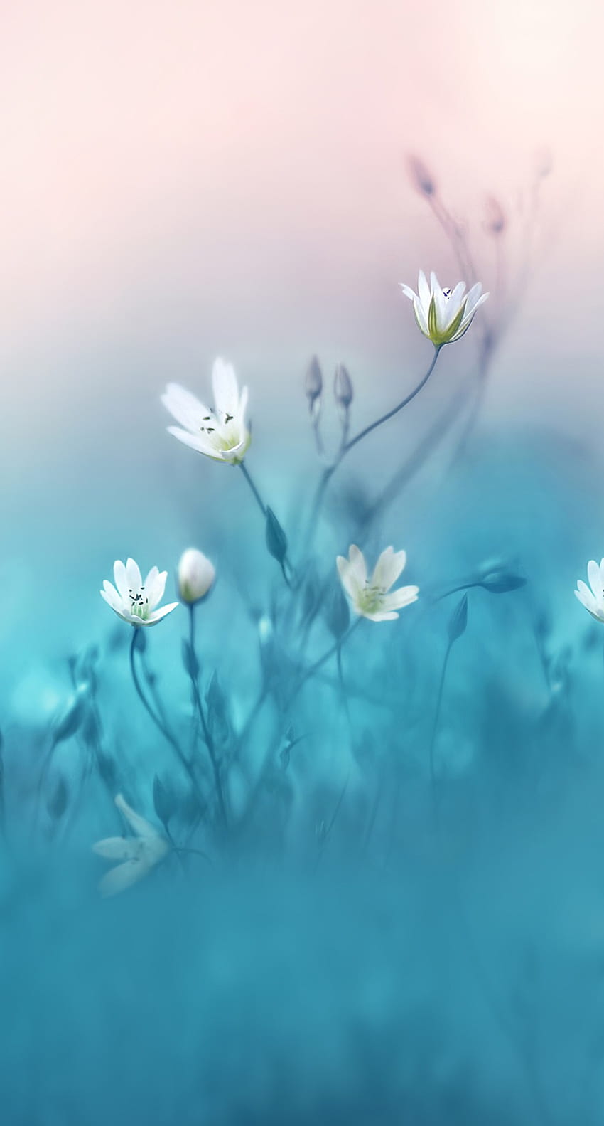 Samir Dhaga sur Sfondi. Smartphone, fleur, iphone bleu, jolie fleur blanche Fond d'écran de téléphone HD