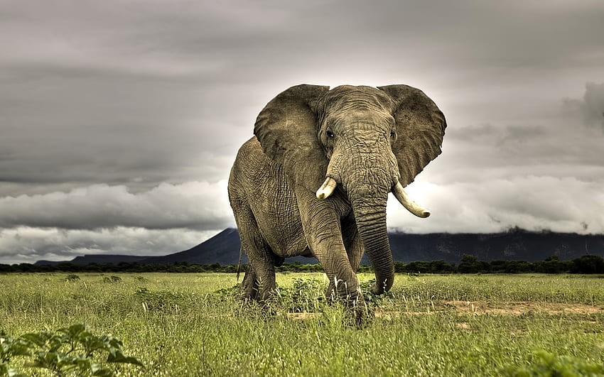 Elefante africano enorme que camina en sabana, pastizales africanos fondo de pantalla