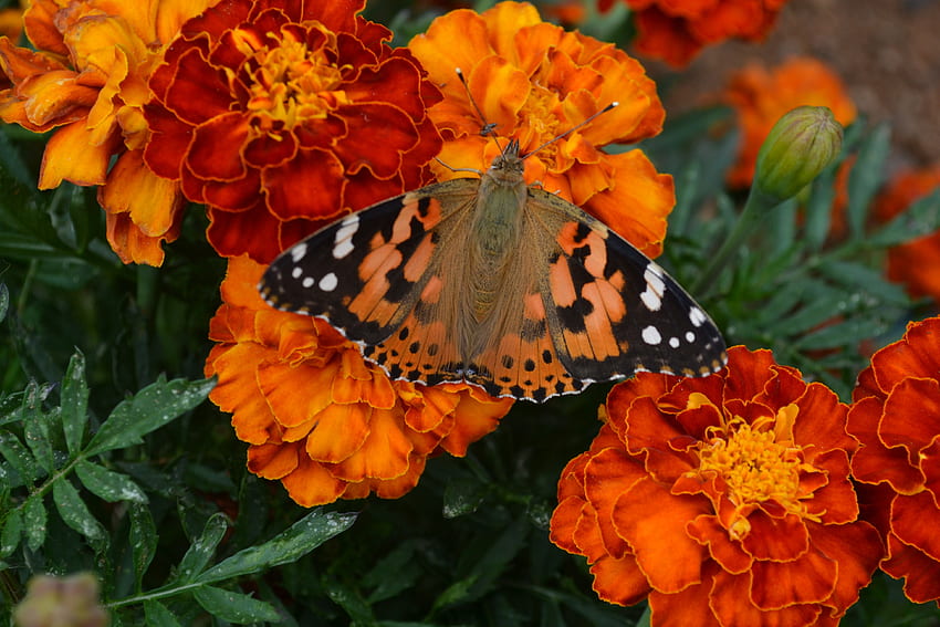 Flowers, Macro, Bright, Butterfly, Marigold, Marigolds HD wallpaper